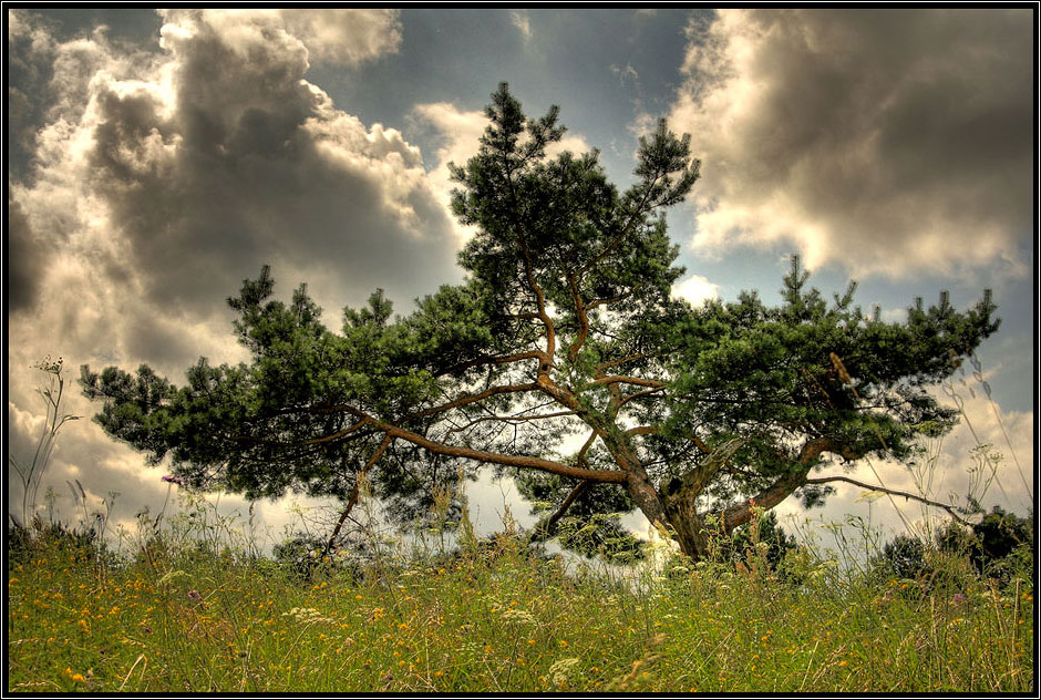 Pinus