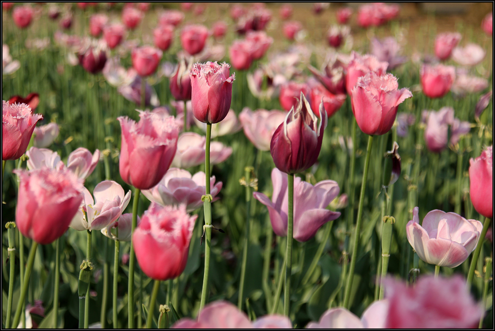 Tulpen