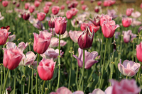 Tulpen