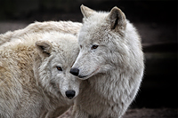 Tierwelt