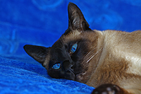 Morris
