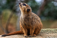 Wächter: Die Superhelden der Erdmännchen