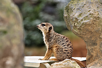 Wächter der Erdmännchen Kolonie