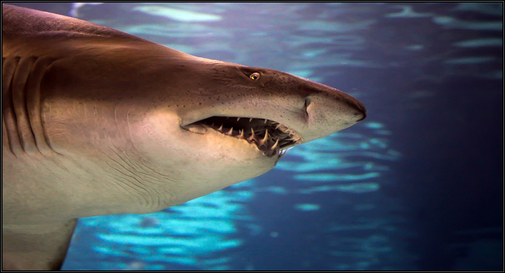 Shark - Hai